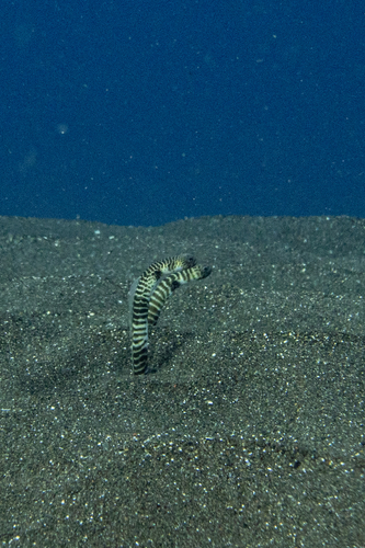 Heteroconger polyzona observed 2026-07-31