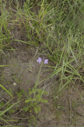 Image of Verbena cloverae by (c) Eric Knight, some rights reserved (CC BY)