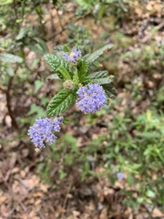 Ceanothus papillosus