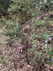 Ceanothus papillosus