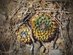 Mammillaria huntiana