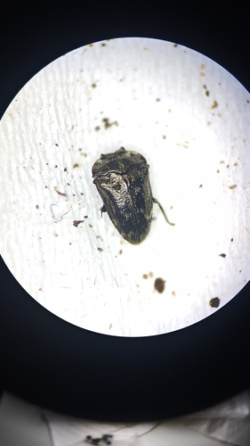 Habroloma subbicorne