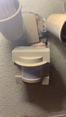 Osteopilus septentrionalis