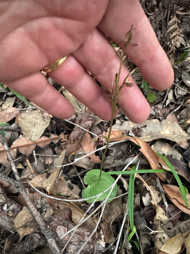 Cyrtostylis huegelii