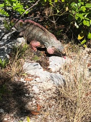 Cyclura cychlura