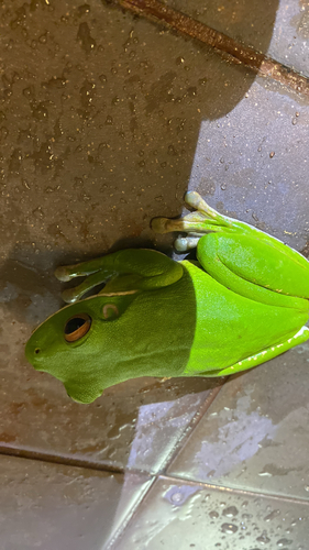 White-lipped Tree Frog