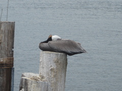 Pelecanus occidentalis