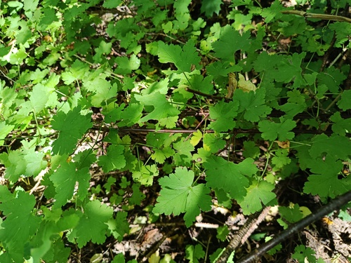 Наблюдение на iNaturalist