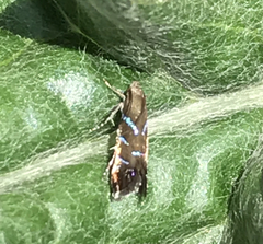 Strobisia proserpinella