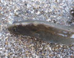 Cebidichthys violaceus