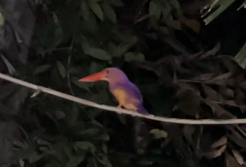 Ruddy Kingfisher