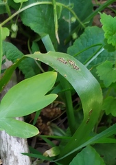 Puccinia rossiana