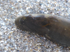 Cebidichthys violaceus