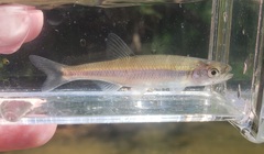 Lythrurus fasciolaris