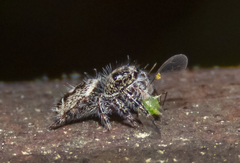 Phidippus putnami