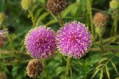 Mimosa nuttallii