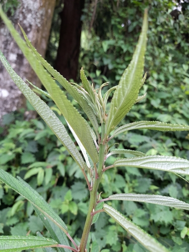 Debregeasia orientalis, photograph 2