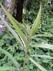 Debregeasia orientalis, photograph (c) 章魚, some rights reserved (CC BY)