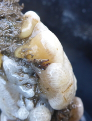 Distaplia occidentalis