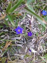 Gentiana arisanensis, photograph (c) 章魚, some rights reserved (CC BY)