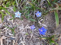 Gentiana arisanensis, photograph (c) 章魚, some rights reserved (CC BY)