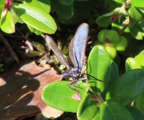 Rhagades pruni