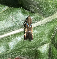 Strobisia proserpinella