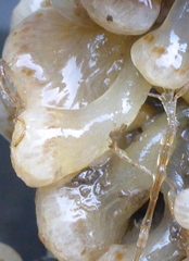 Distaplia occidentalis