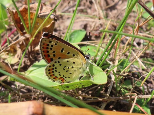 Sooty Copper