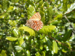 Callophrys eryphon