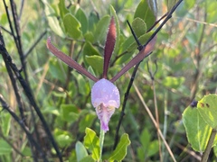 Cleistesiopsis oricamporum