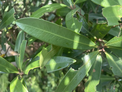 Myrsine seguinii observed 2026-07-31