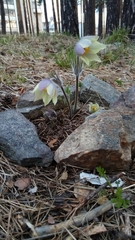 Pulsatilla patens