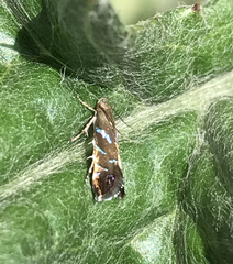 Strobisia proserpinella