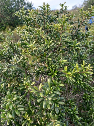 Diospyros dichrophylla, photograph 6