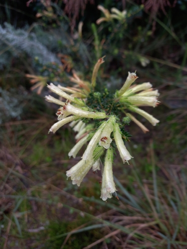 Erica glandulosa, photograph 2