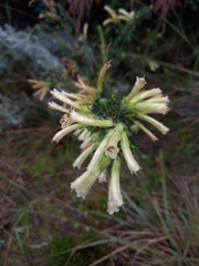 Erica glandulosa, photograph (c) Christiaan Viljoen, some rights reserved (CC BY)
