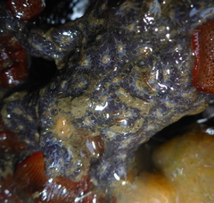 Botryllus schlosseri