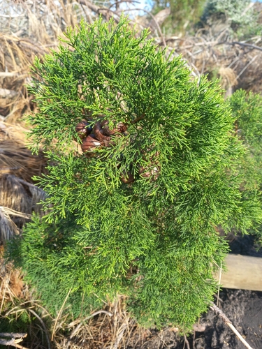Widdringtonia nodiflora, photograph 4