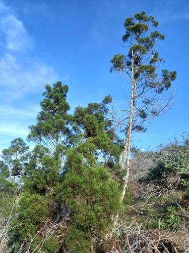 Widdringtonia nodiflora, photograph 5