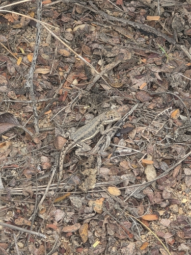 Tropidurus cocorobensis