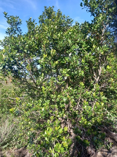 Pterocelastrus tricuspidatus, photograph 6