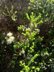 Agathosma apiculata, photograph (c) Christiaan Viljoen, some rights reserved (CC BY)