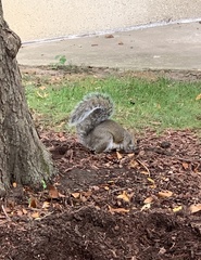Sciurus carolinensis