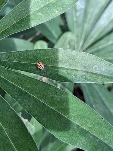 22-spot Ladybird