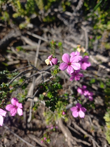 Acmadenia tetragona, photograph 2