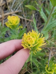 Castilleja hispida