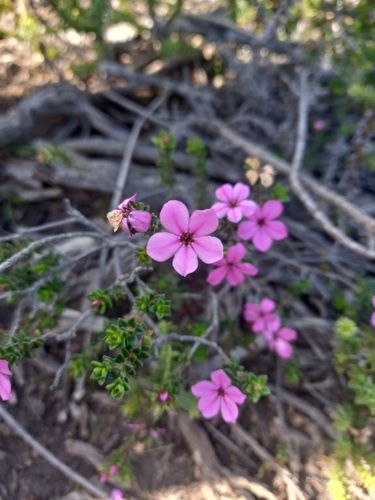 Acmadenia tetragona, photograph 3