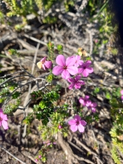 Acmadenia tetragona, photograph (c) Christiaan Viljoen, some rights reserved (CC BY)