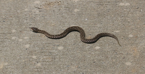 Short-tailed Mamushi